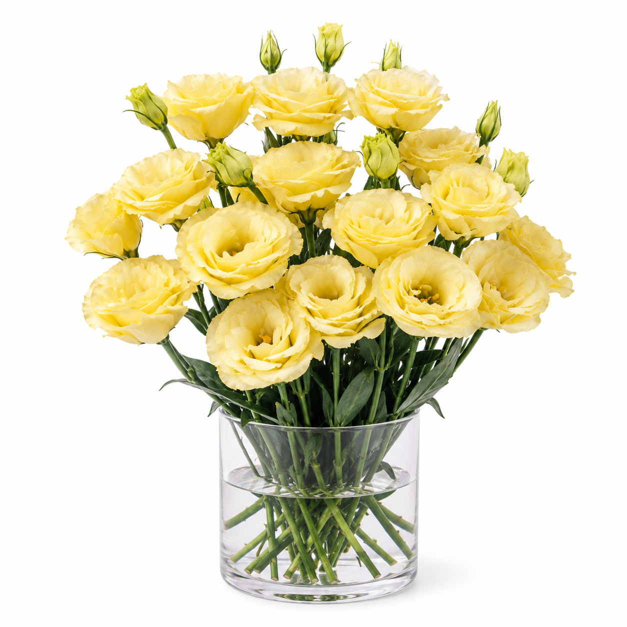 Eustoma | Wholesale Fresh Flowers