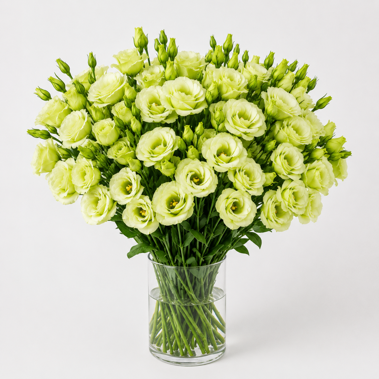 Eustoma | Wholesale Fresh Flowers