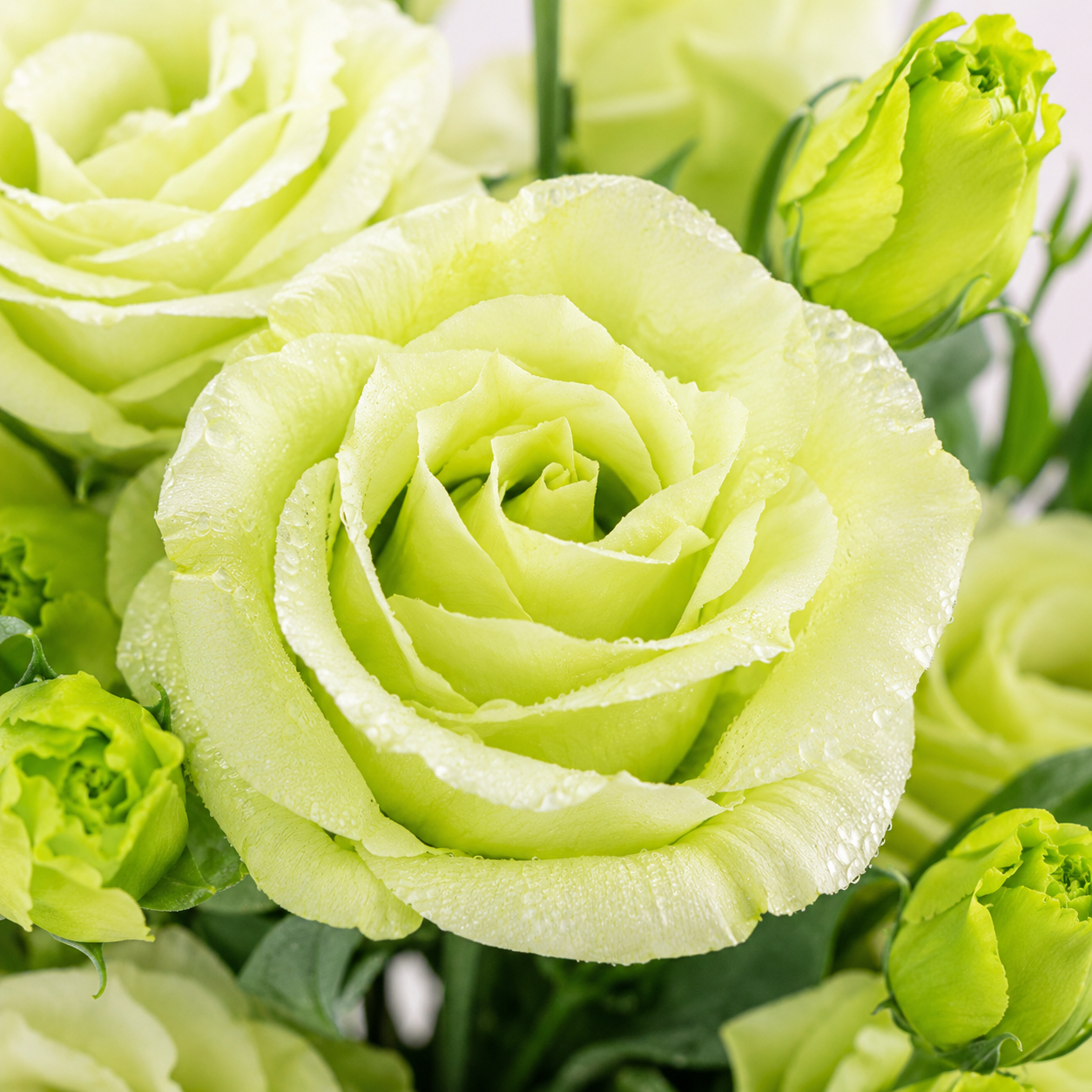 Eustoma | Wholesale Fresh Flowers