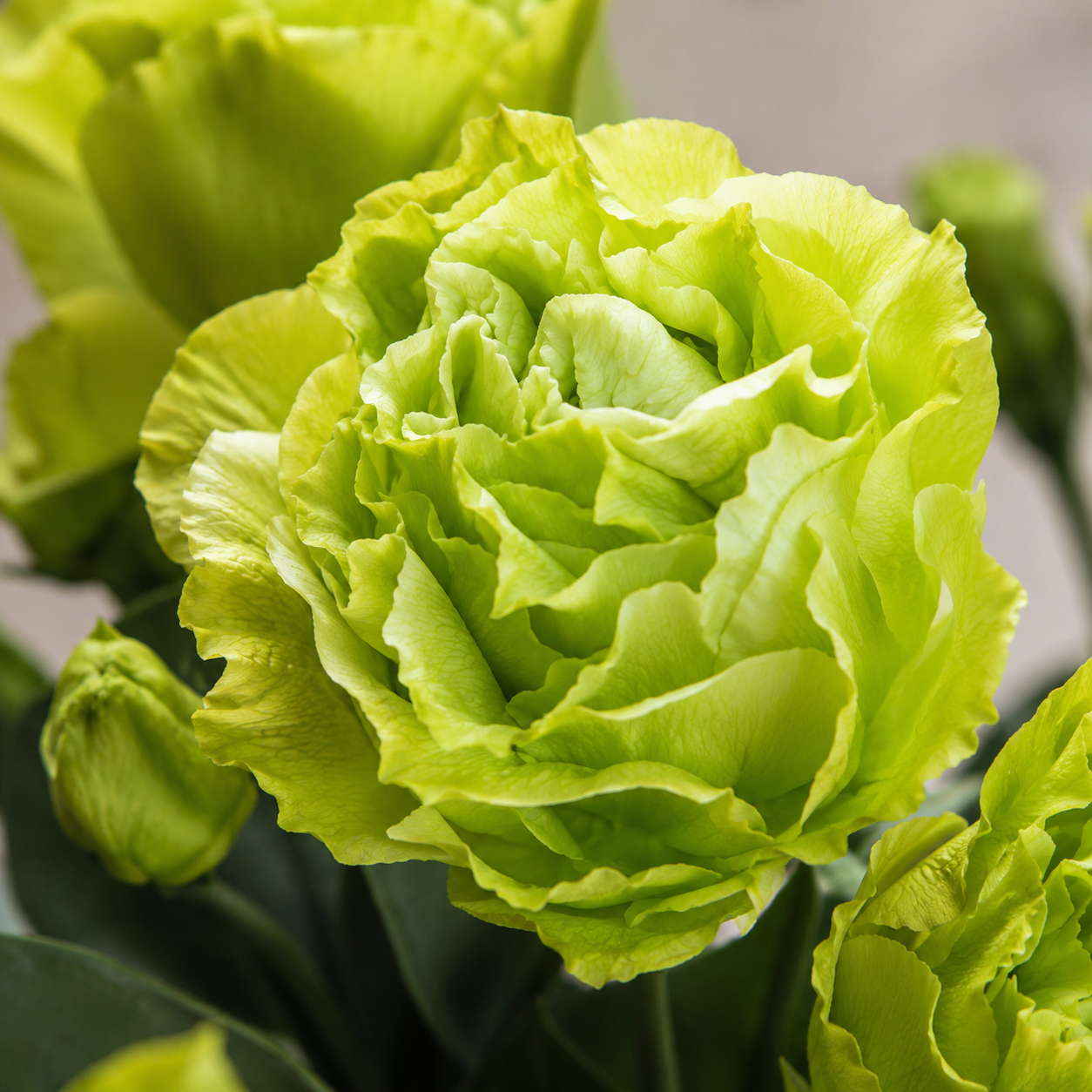 Eustoma | Wholesale Fresh Flowers