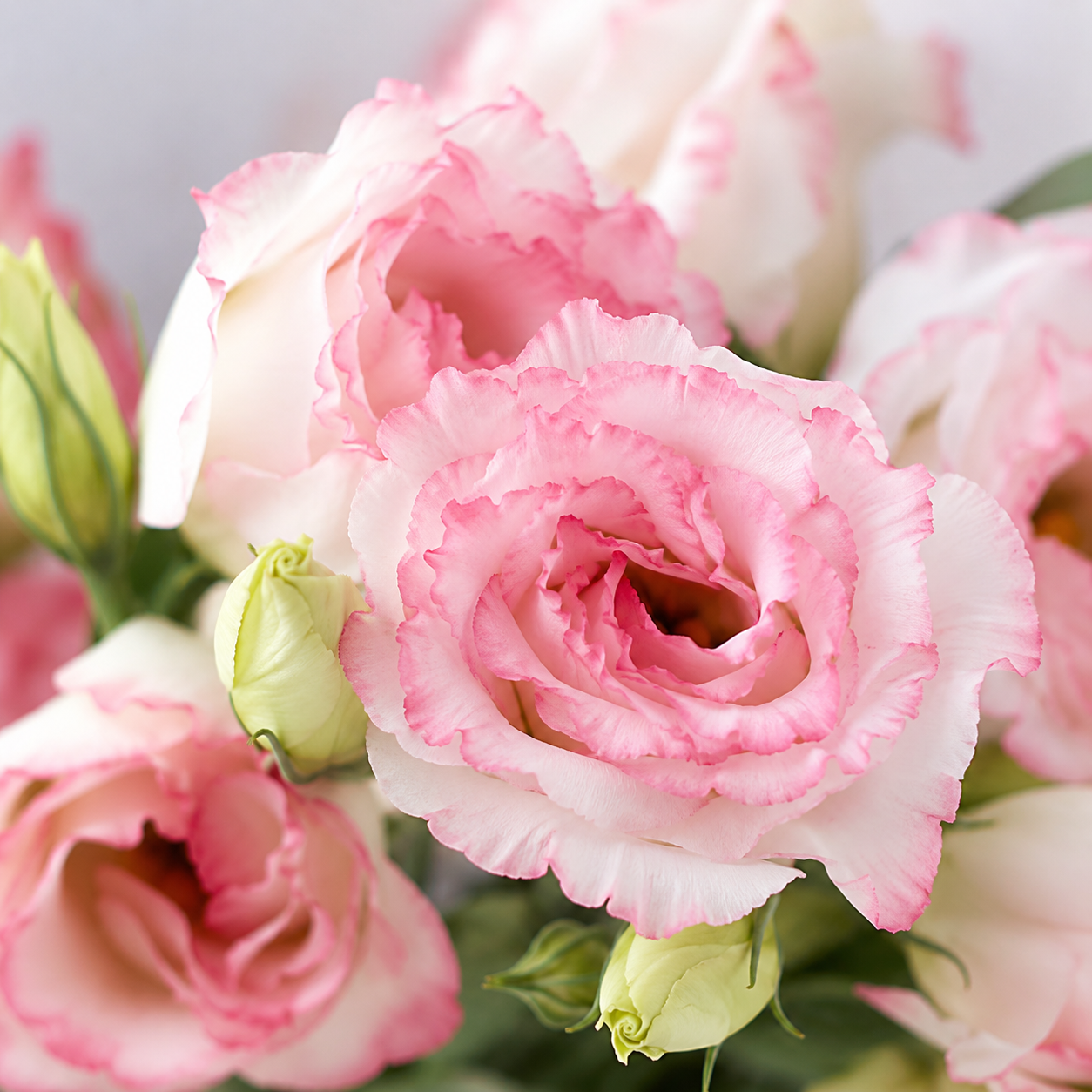 Eustoma | Wholesale Fresh Flowers