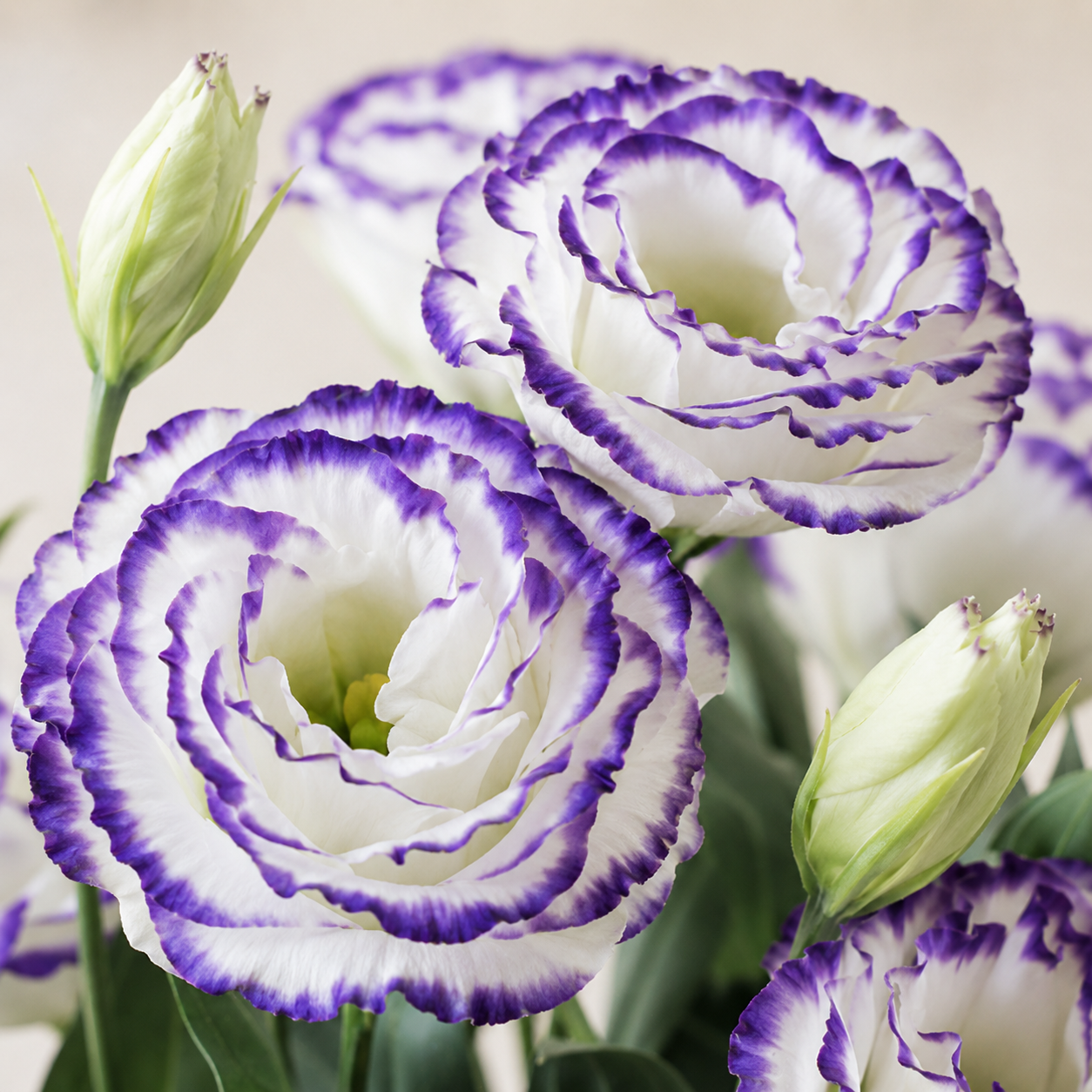 Eustoma | Wholesale Fresh Flowers