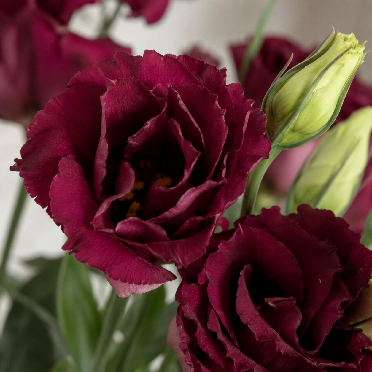 Eustoma | Wholesale Fresh Flowers