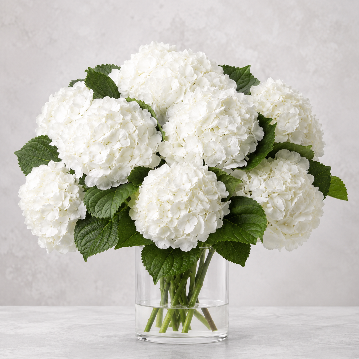 Hydrangea | Wholesale Fresh Flowers