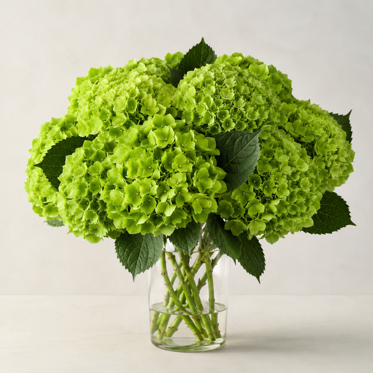 Hydrangea | Wholesale Fresh Flowers