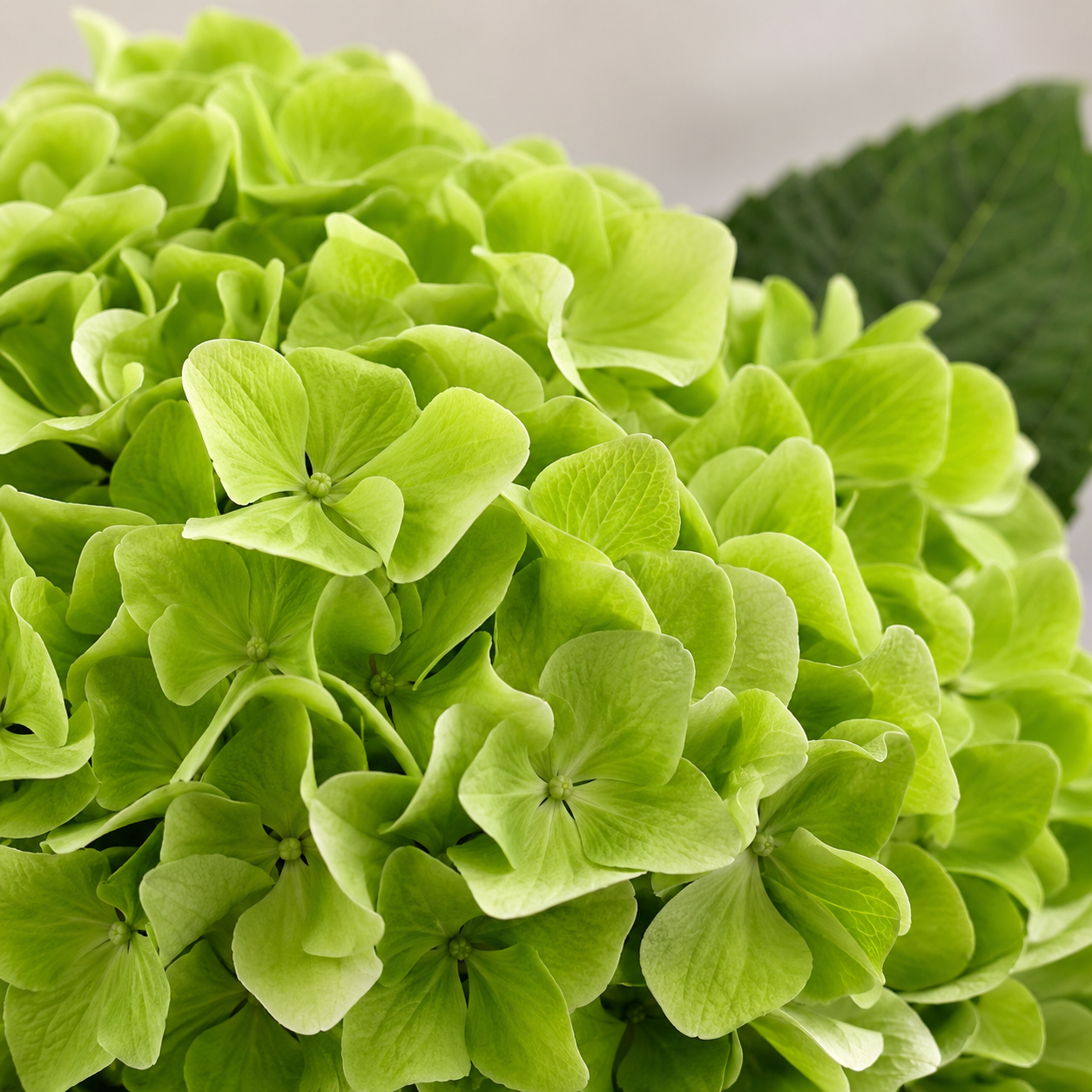 Hydrangea | Wholesale Fresh Flowers