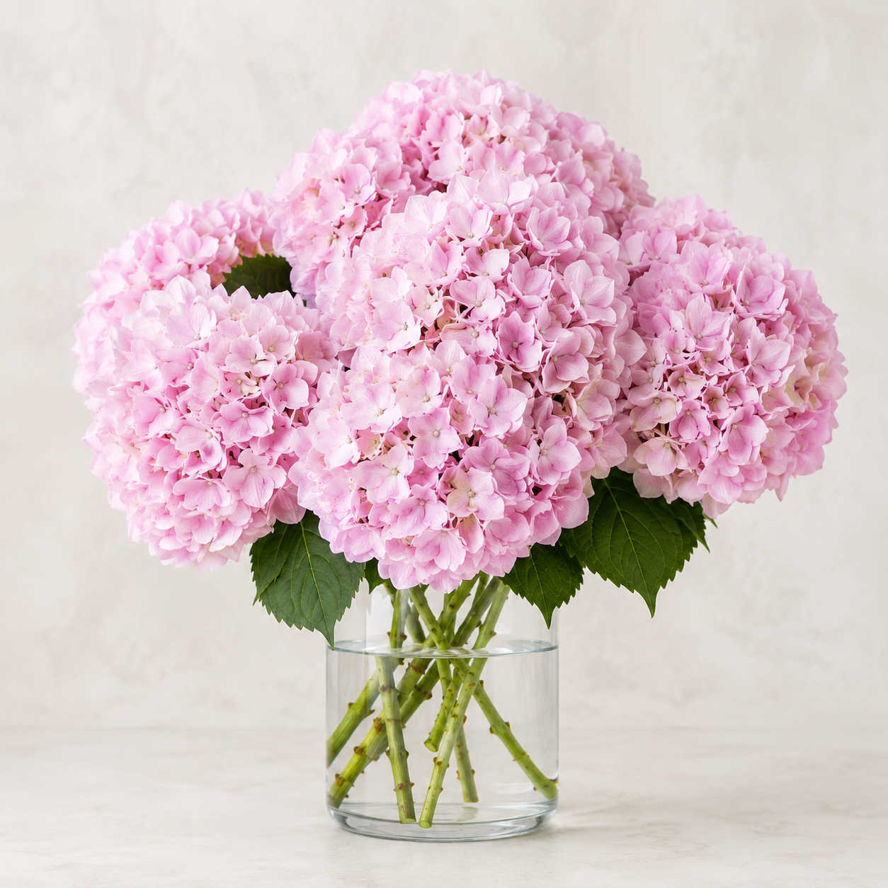 Hydrangea | Wholesale Fresh Flowers