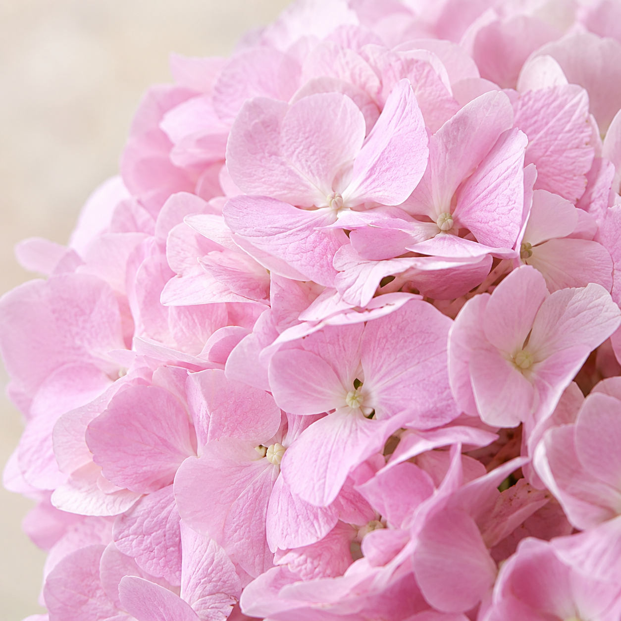 Hydrangea | Wholesale Fresh Flowers