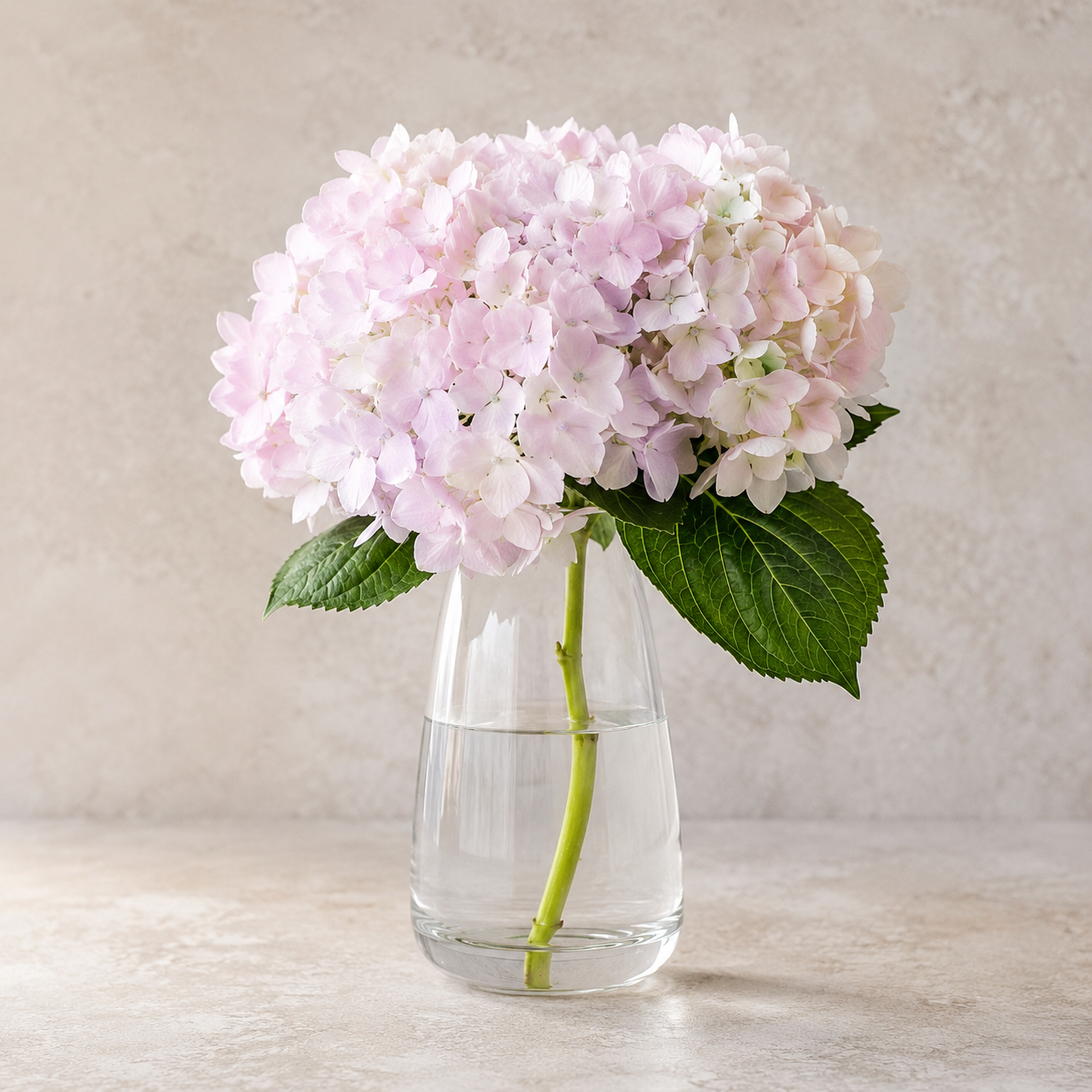 Hydrangea | Wholesale Fresh Flowers