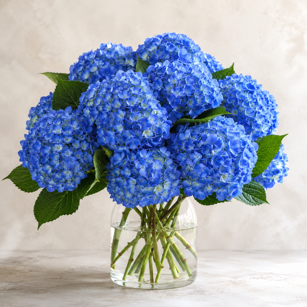 Hydrangea | Wholesale Fresh Flowers