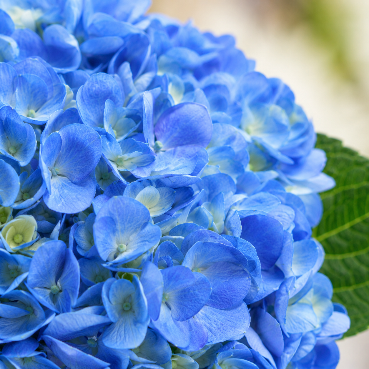 Hydrangea | Wholesale Fresh Flowers