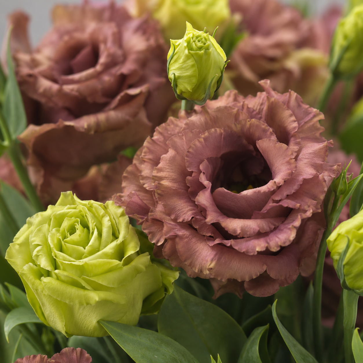 Eustoma | Wholesale Fresh Flowers