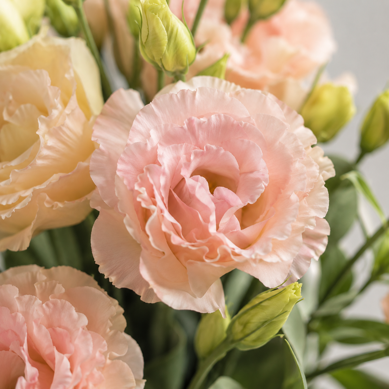 Eustoma | Wholesale Fresh Flowers