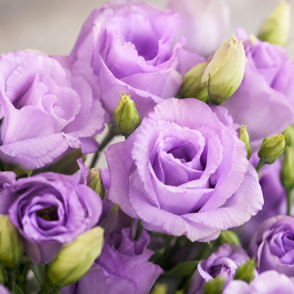 Eustoma | Wholesale Fresh Flowers