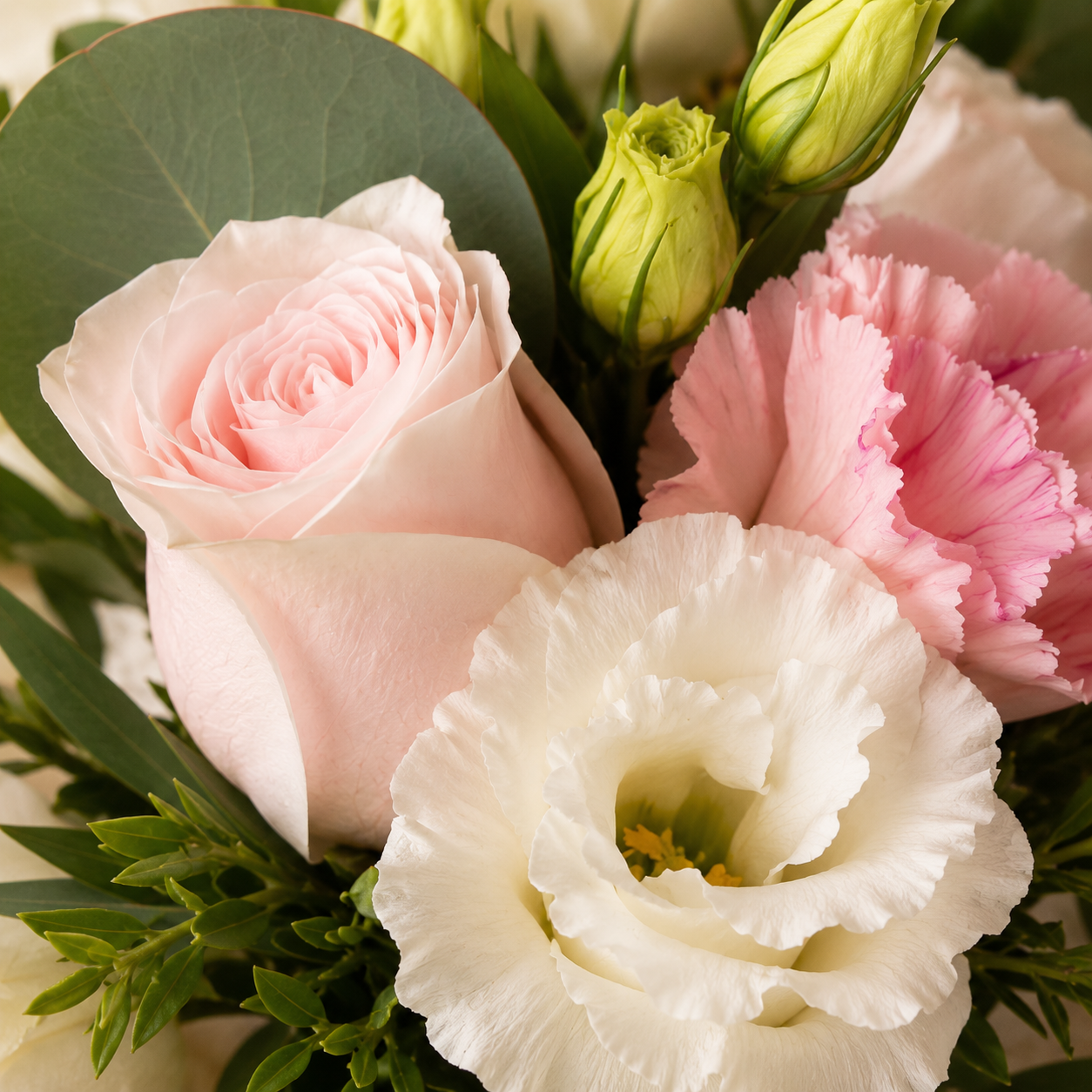 Blush Accord (Roses) | Fresh Bouquet