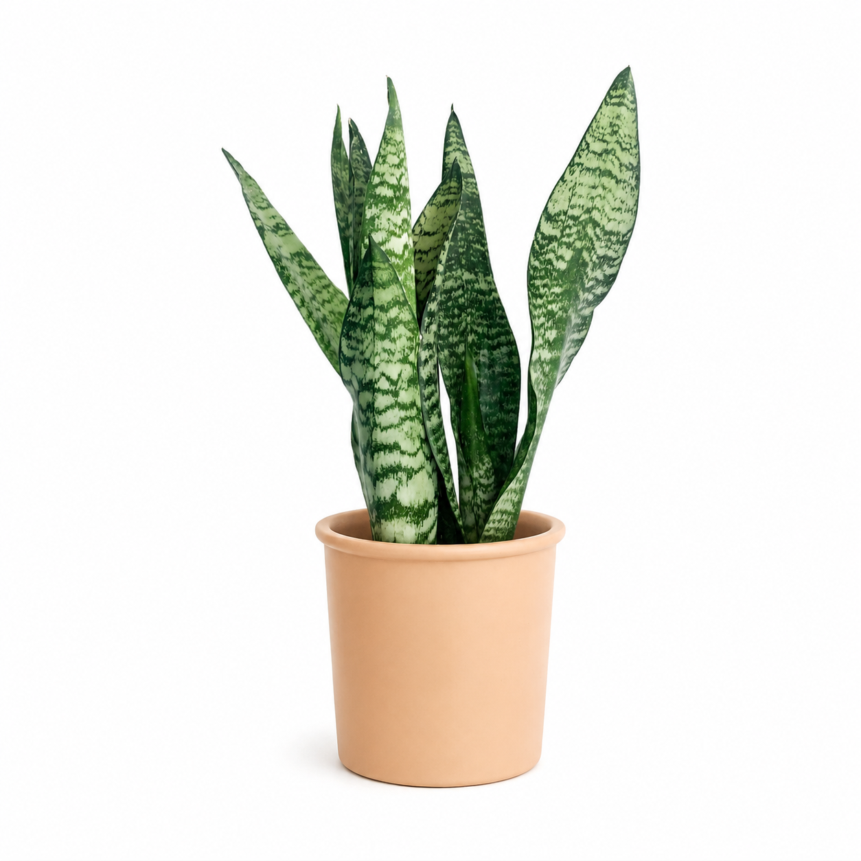 Sansevieria Trifascisata 'Future' | Plant
