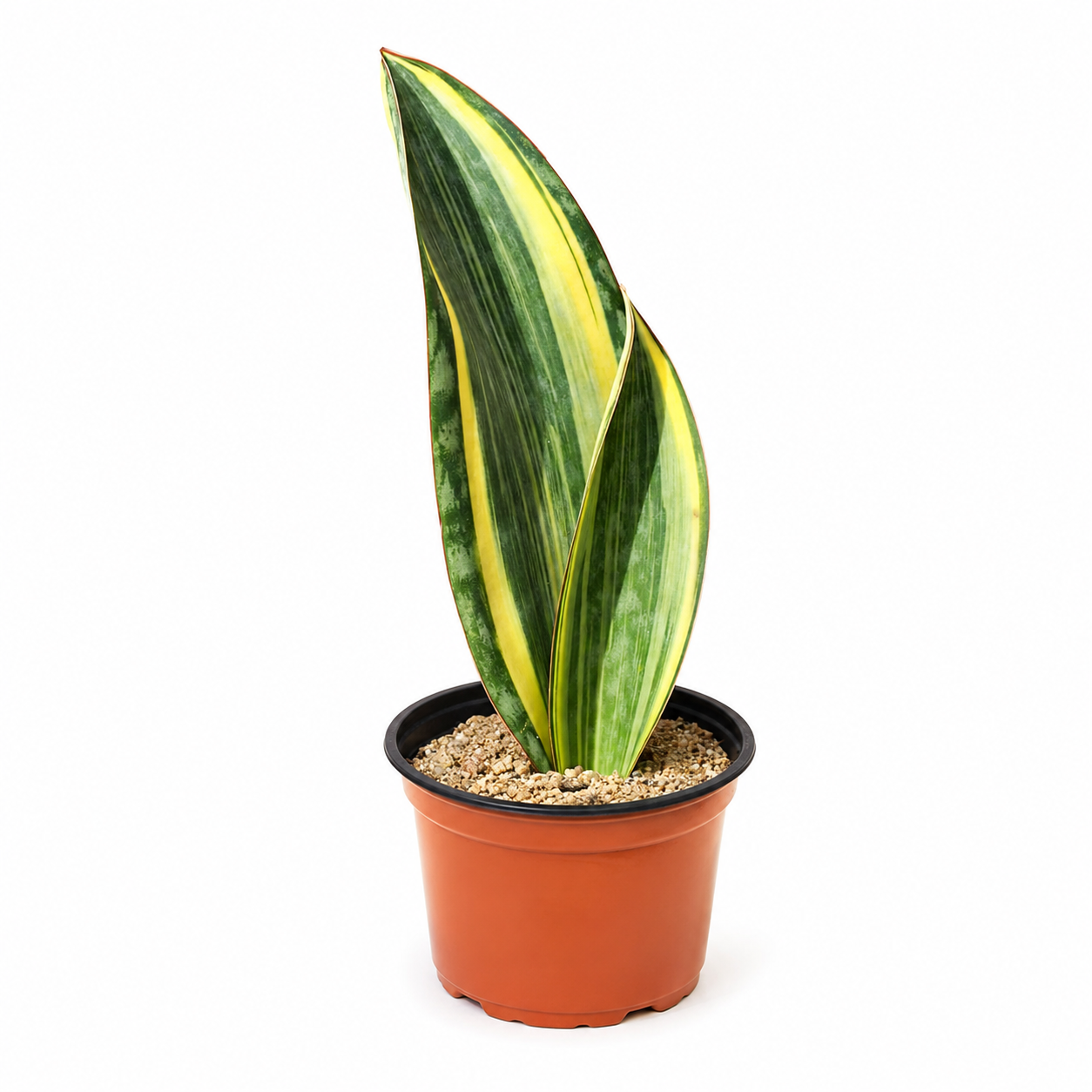 Sansevieria Whale Fin | Plant