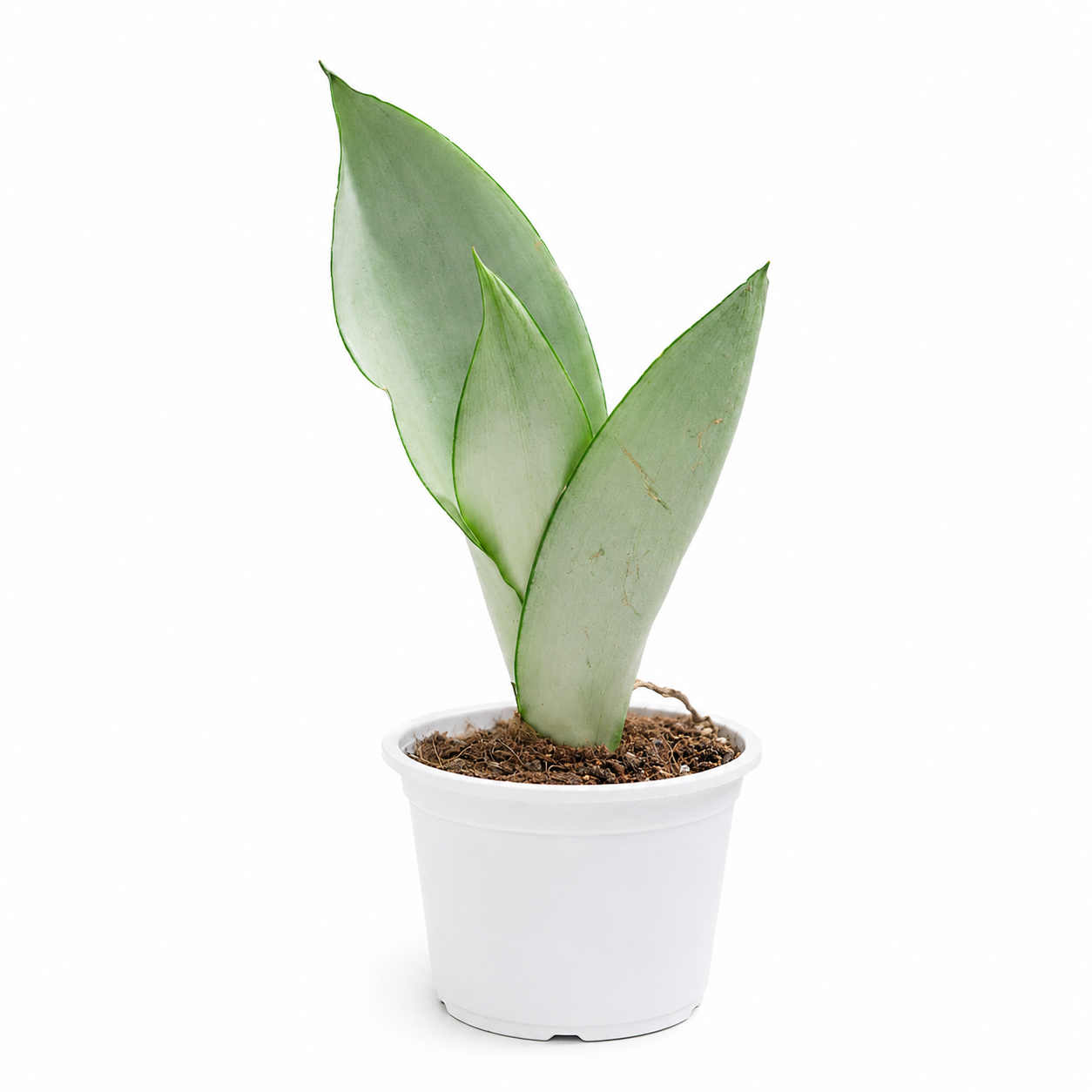 Sansevieria Moonshine | Indoor Plant