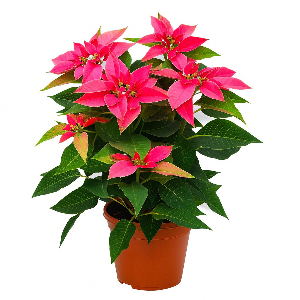 Christmas Pink Poinsettia