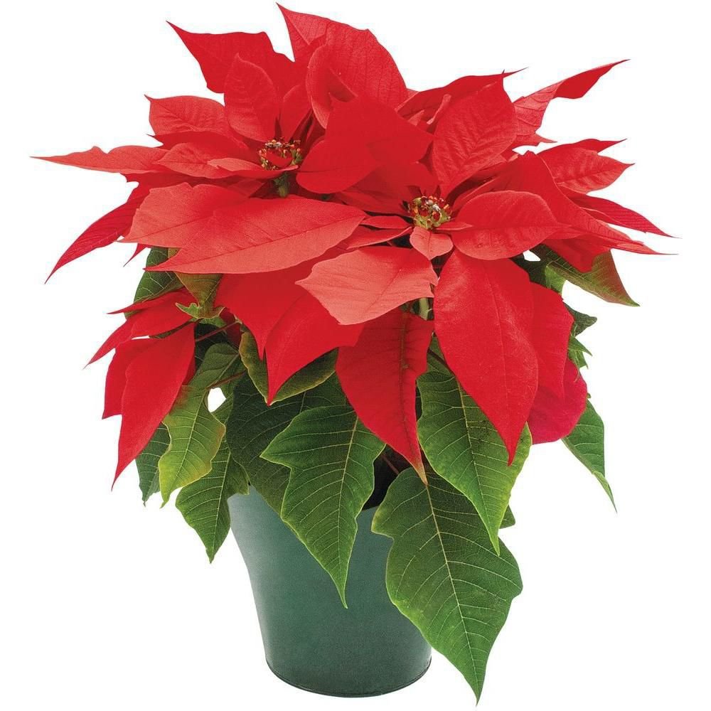 Christmas Poinsettia