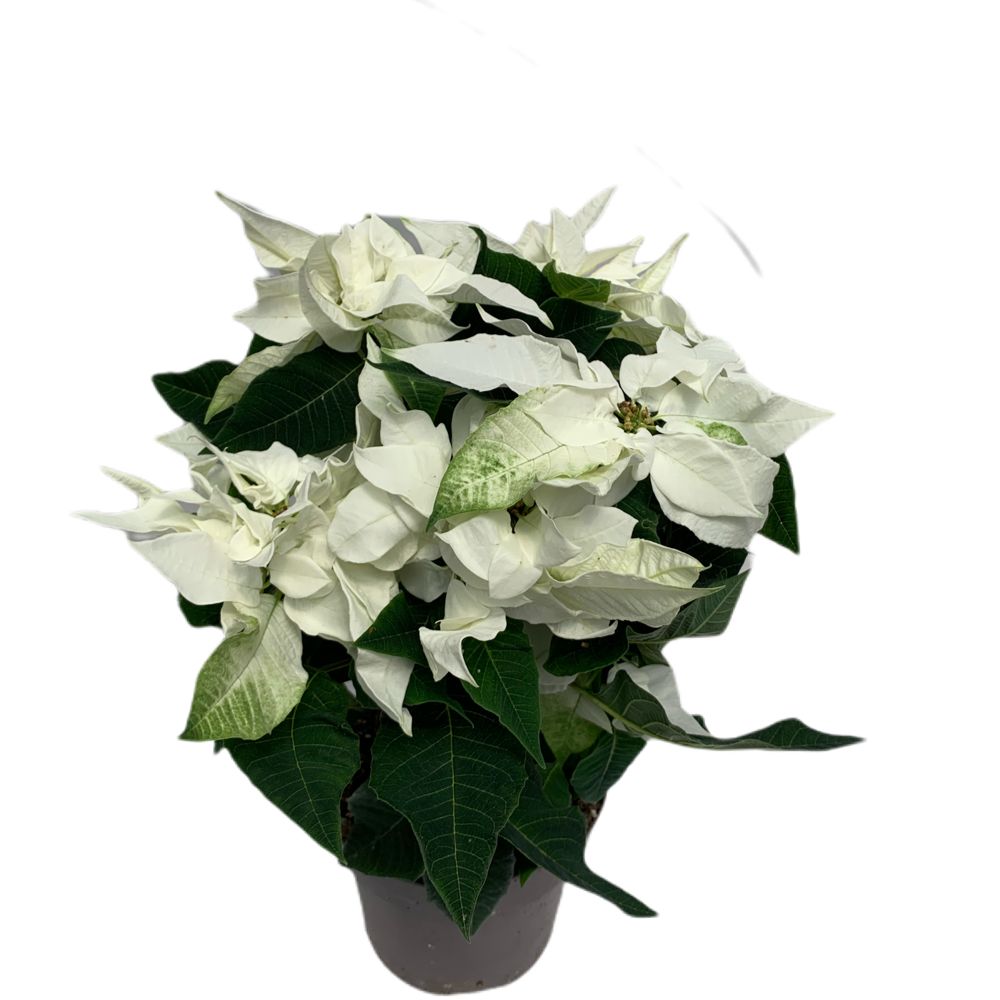 Christmas Poinsettia 'Snow White'