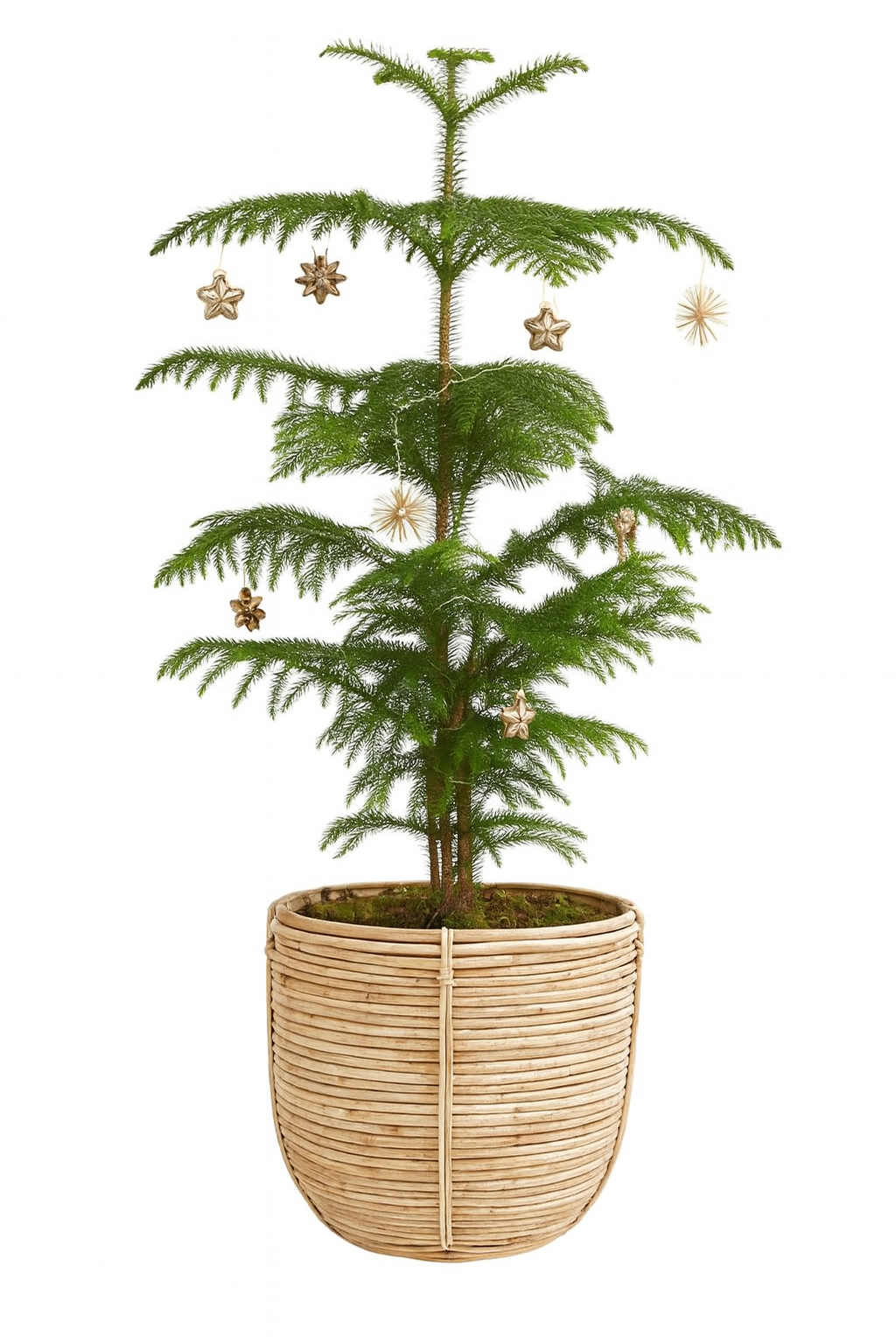 Christmas Tree Araucaria Heterophylla