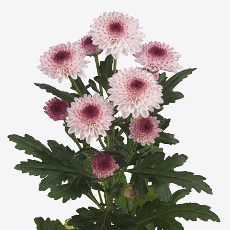 Chrysanthemum Spray