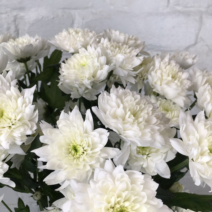 Chrysanthemum Spray