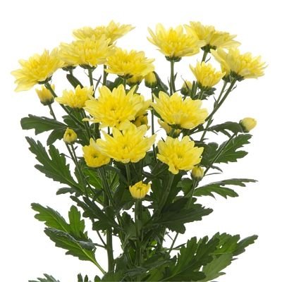 Chrysanthemum Spray