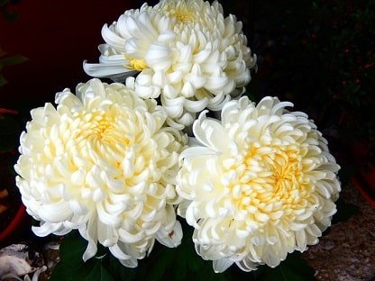Chrysanthemum Sunlight