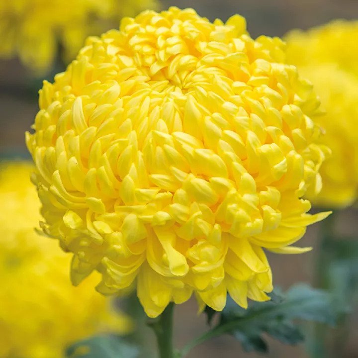 Chrysanthemum Sunlight