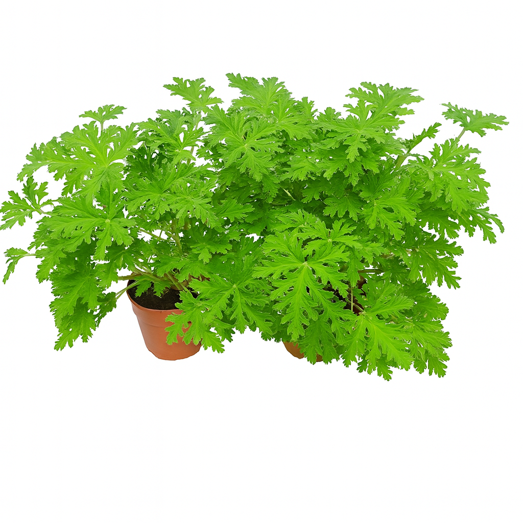 Citronella Anti Mosquito