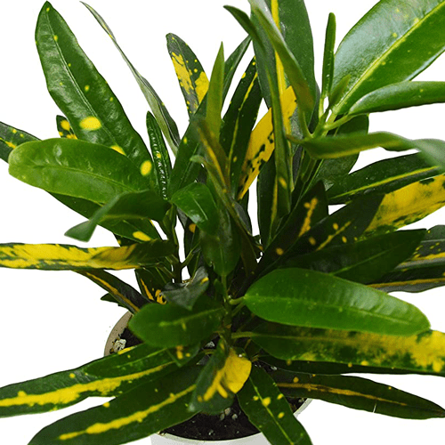 Codiaeum 'Green'