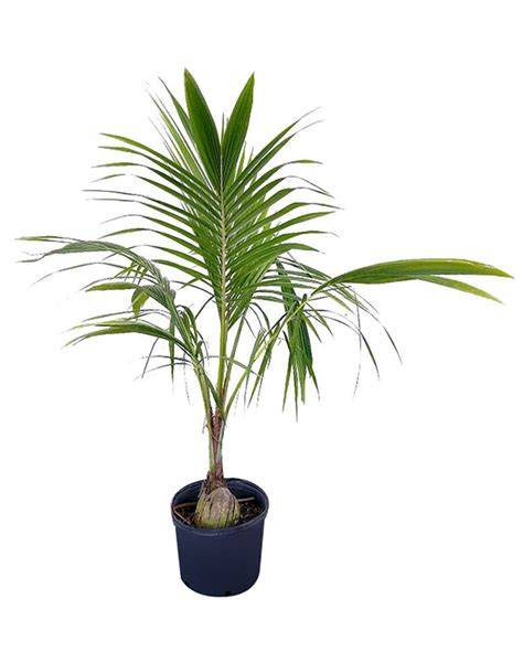 Cocos Nucifera