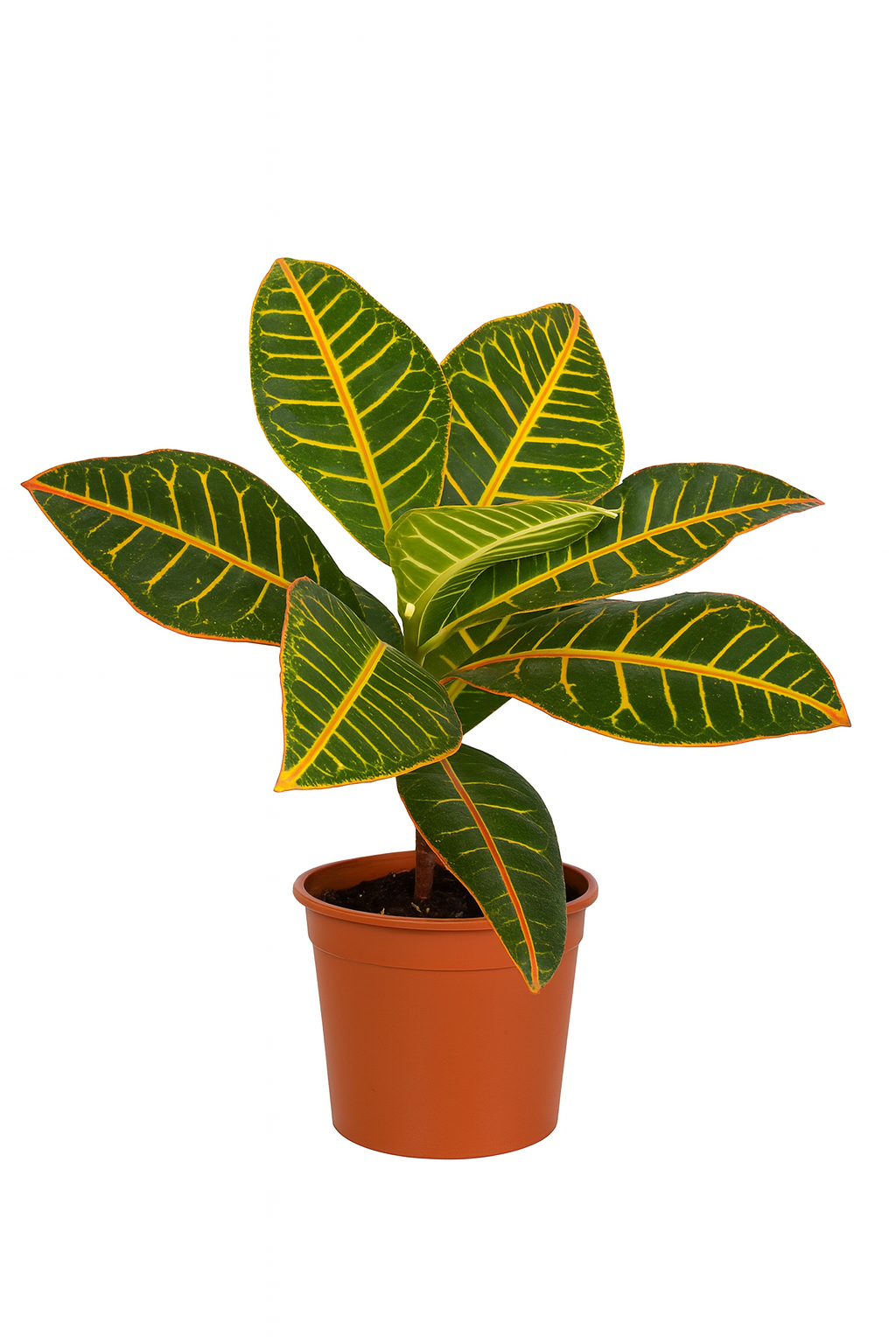 Codiaeum Black