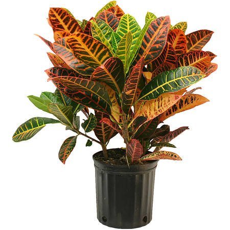 Codiaeum Plant