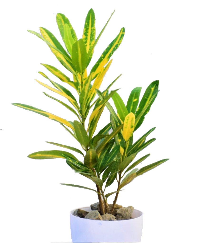 Codiaeum Variegatum