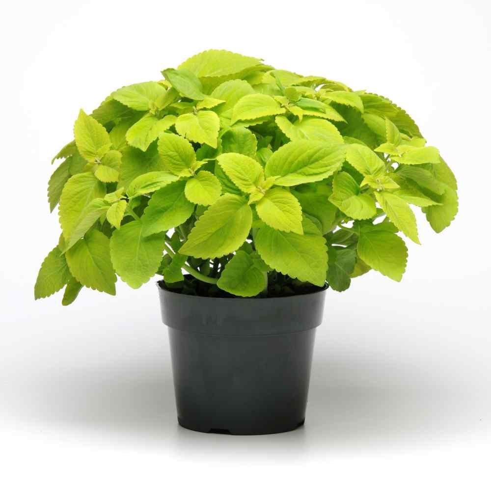 Coleus Plant