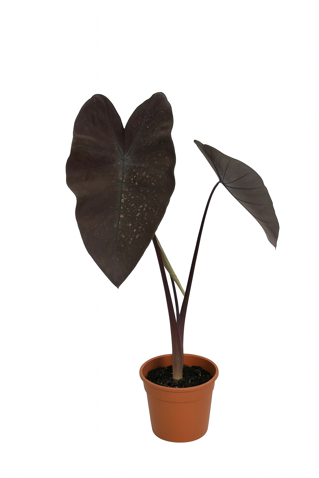 Colocasia 'Black Magic'
