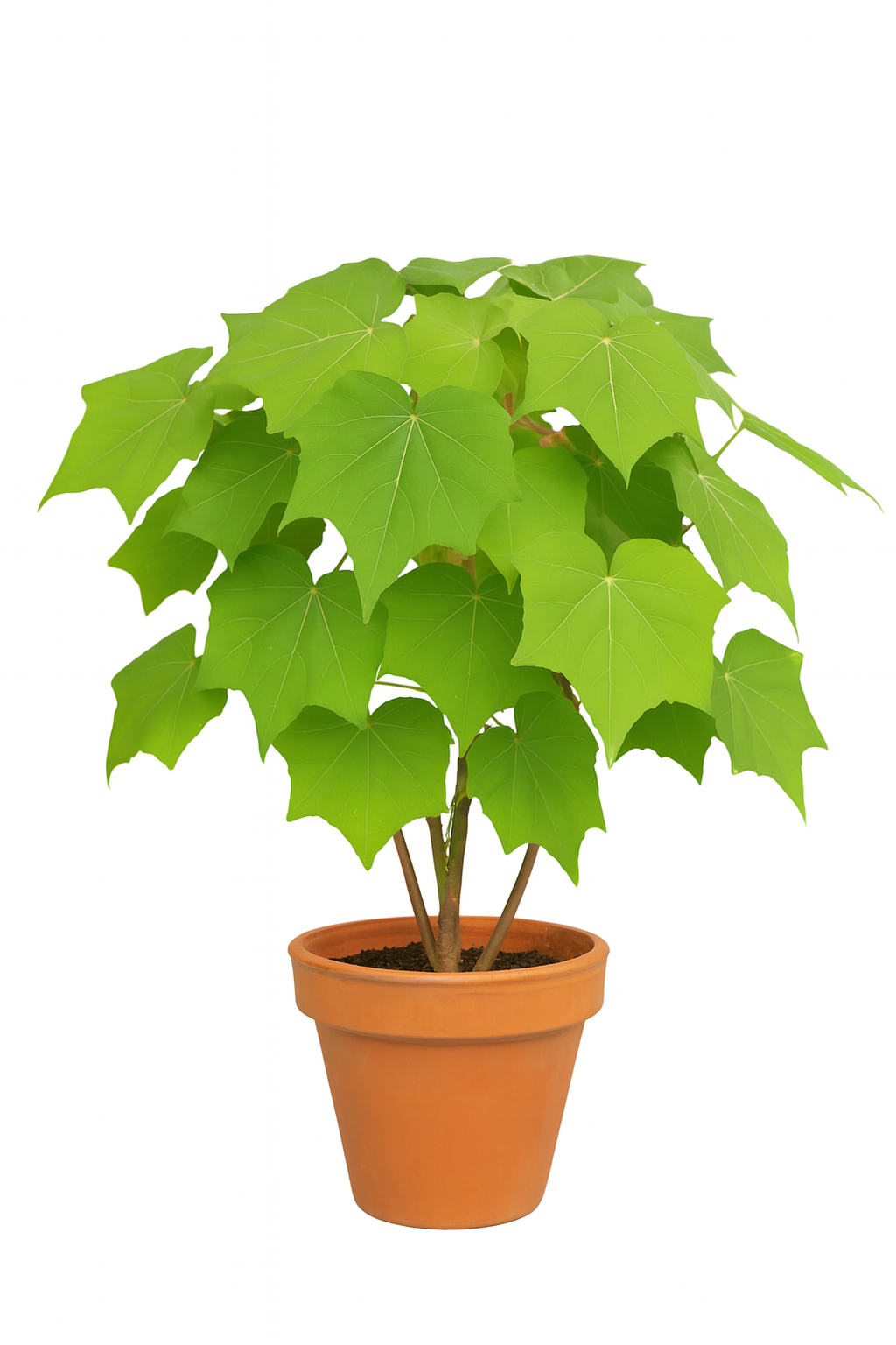 Confederate Rose Plant