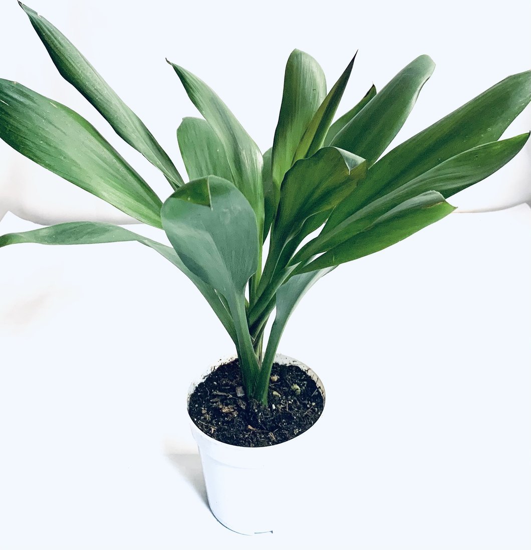 Cordyline 'Aurora Green'