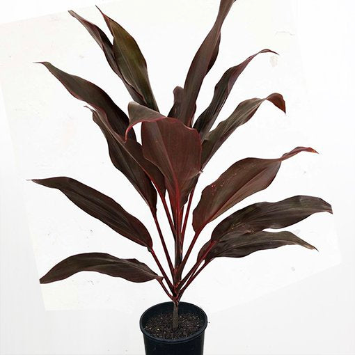 Cordyline Black (Ti Plant)