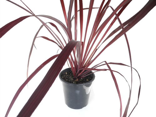 Cordyline 'Fountain Red'