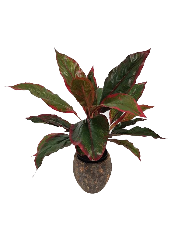 Cordyline 'Green Red'