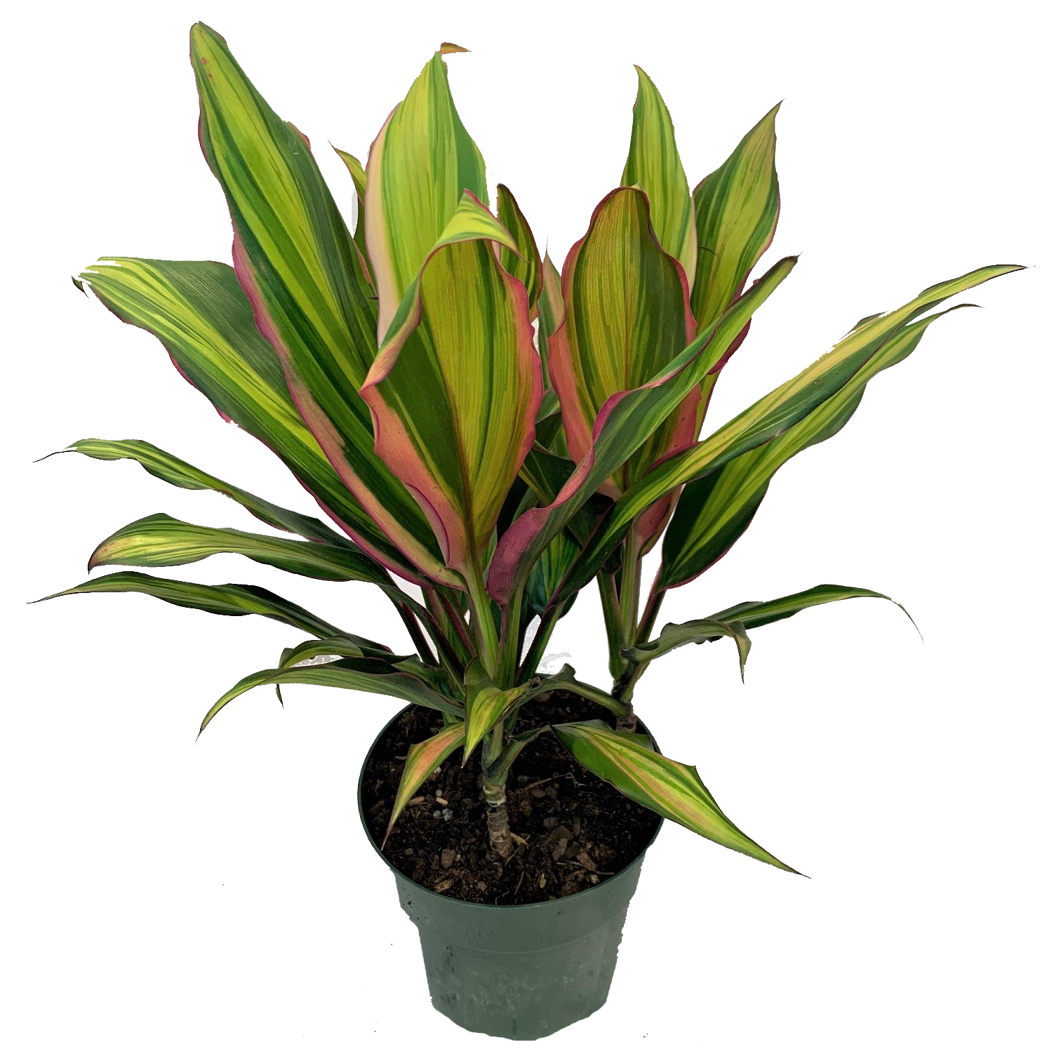 Cordyline 'Hawaii'