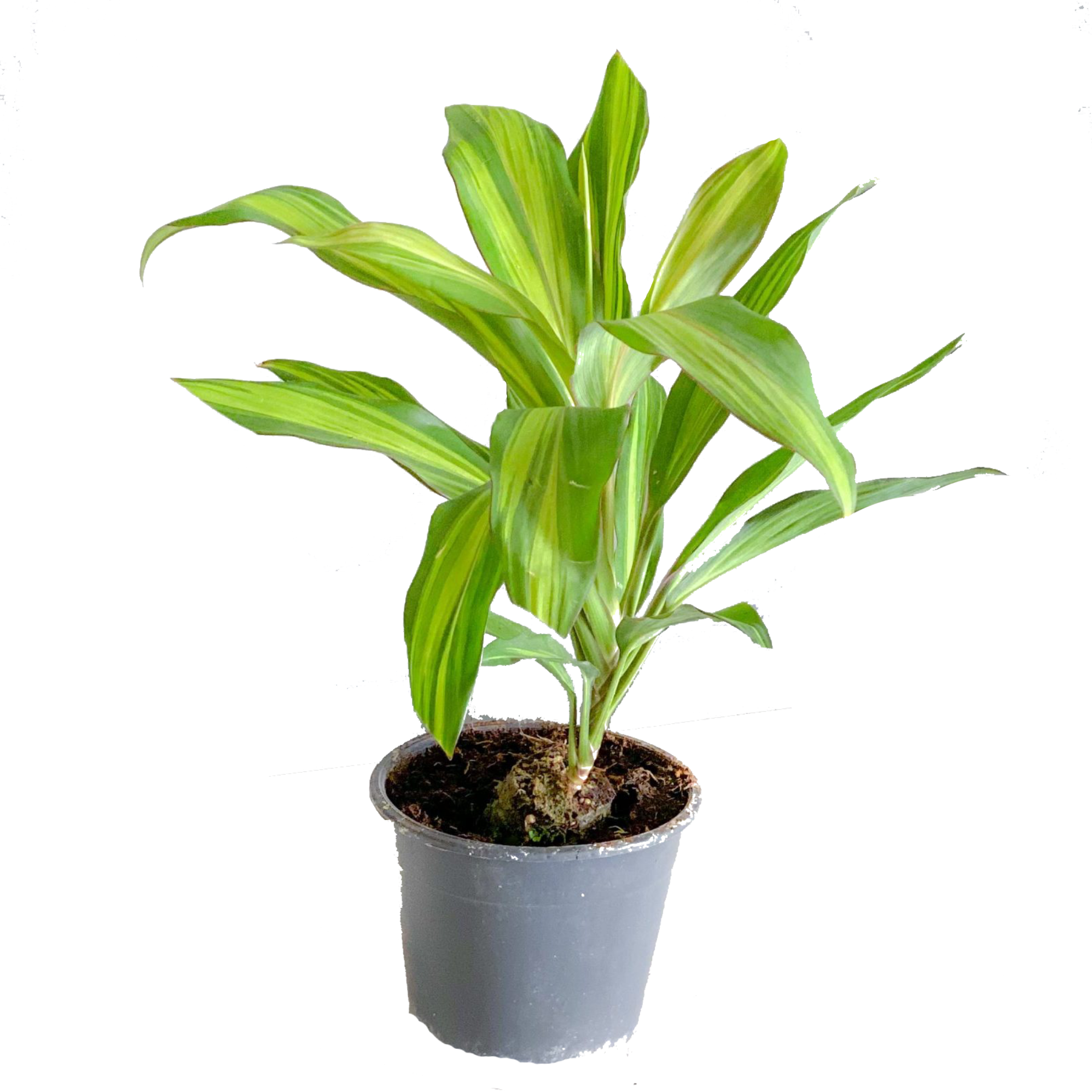 Cordyline 'Kiwi Yellow'