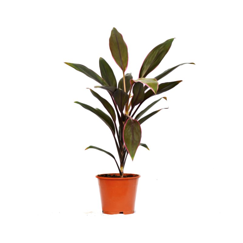 Cordyline 'Lemon Red Edge'