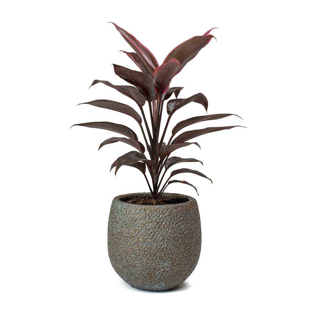 Cordyline 'Red Compactor'
