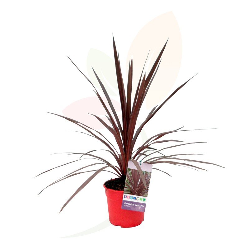 Cordyline 'Red Star'