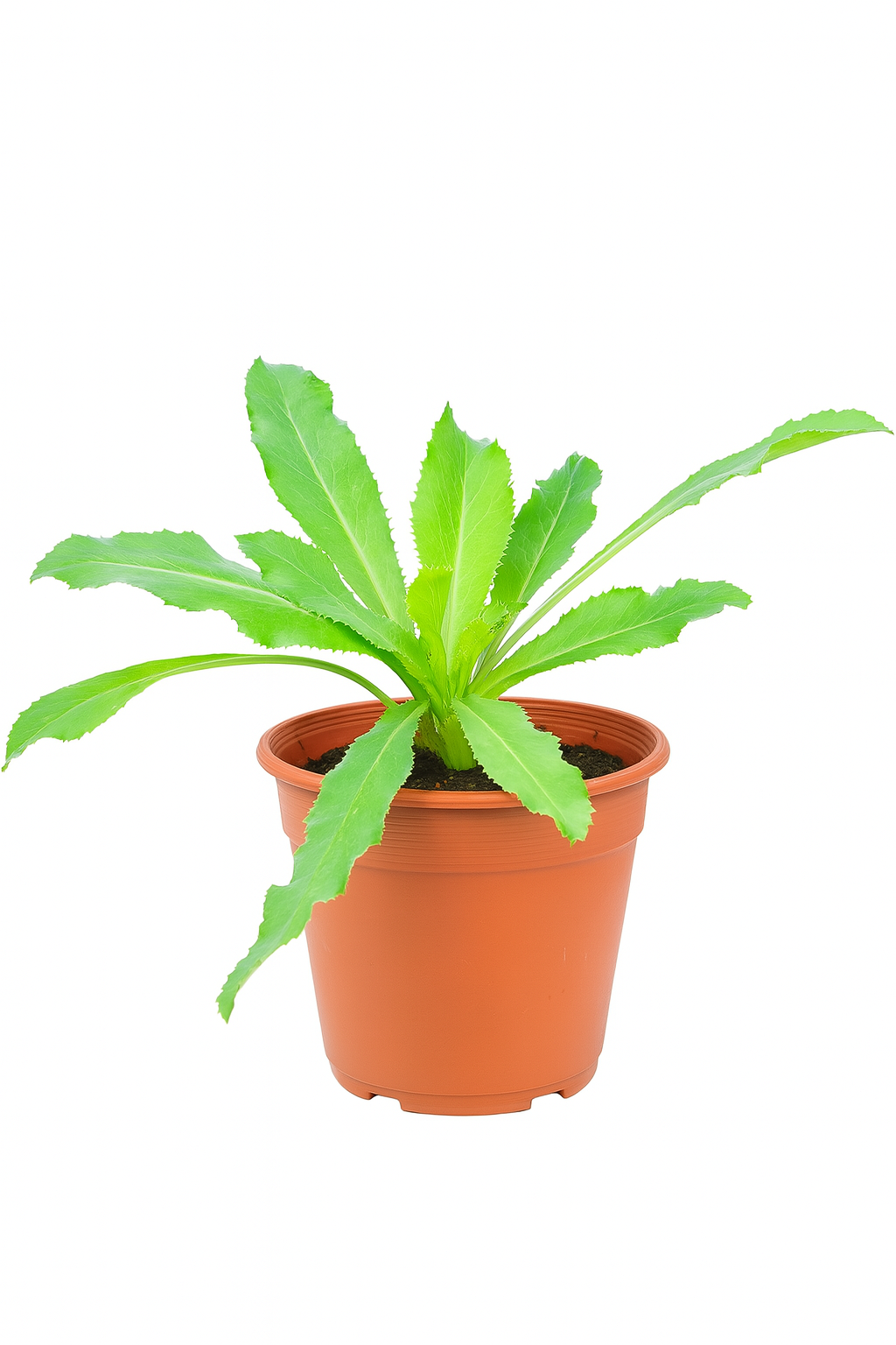 Coriander Plant